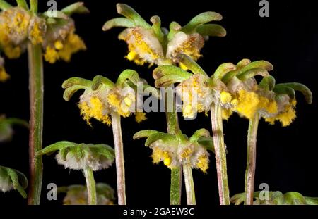 Hembra, Marchantia liverwort bryophyte, cuerpos fructificantes dispersando esporas
