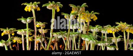 Hembra, Marchantia liverwort bryophyte, cuerpos fructificantes dispersando esporas
