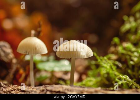 Detalle de Mycena cinerella o champiñones pequeños blancos de bonete mealy que crecen en el bosque otoñal