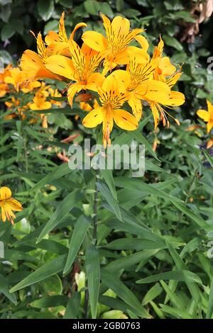 Alstroemeria Sussex Gold Lily Peruano “Sussex Gold” – flores amarillas doradas con forma de embudo con motas marrones, junio, Inglaterra, Reino Unido