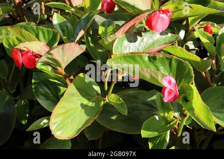 Begonia Dragon alas Fotografía de stock - Alamy