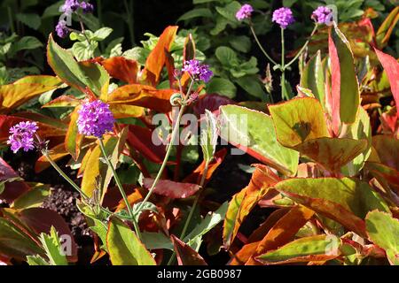 Begonia Dragon alas Fotografía de stock - Alamy