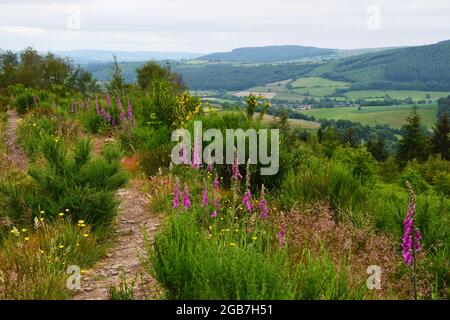 Enterrar zanjas Hill Fort, en Sunnyhill, entre las colinas de Shropshire, cerca de Clun, Shropshire, Reino Unido