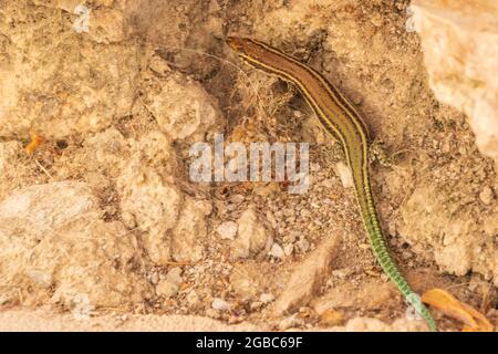 Podarcus hispanicus, lagarto del muro español Foto de stock