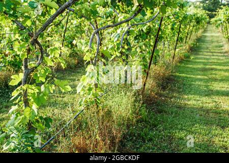 Louisiana Northshore, Mandeville Pontchartrain Viñedos, viñedos uvas vides crecientes verde, Foto de stock
