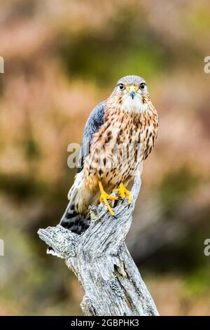 Merlin (Falco columbarius) en los Cairngorms escoceses, Crédito:John Fairclough / Avalon Foto de stock