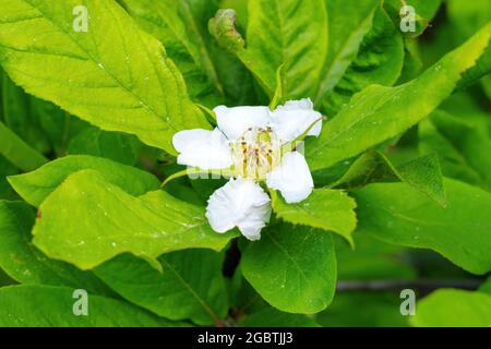 Flores comunes de Medlar en el árbol en primavera Foto de stock