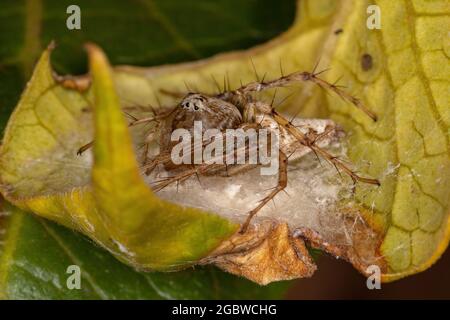 Mujer adulta rayada Lynx Spider del género Oxyopes protegiendo huevos Foto de stock