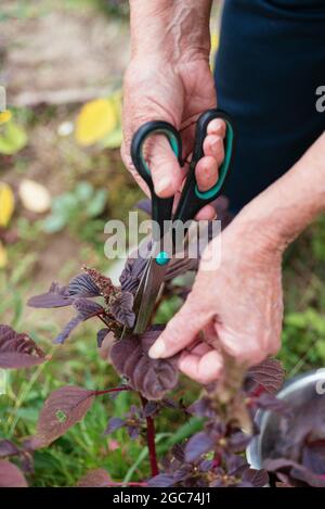 Jardinero cosechando amaranto púrpura (Amaranthus blitum).