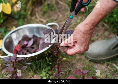 Jardinero cosechando amaranto púrpura (Amaranthus blitum).