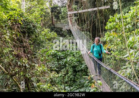 Paseo en el bosque tropical, Parque Nacional Gunung Mulu, Sarawak, Malasia Foto de stock