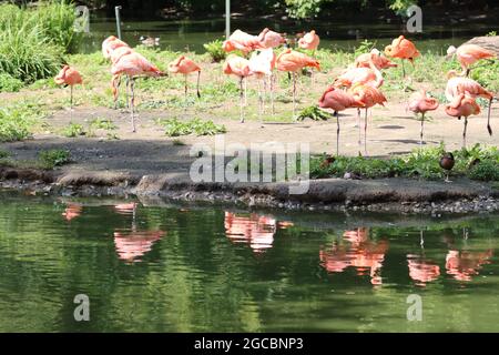 Colonia Muy bonito Zoo Garden Foto de stock