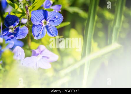 Flores de color azul campo. Flores azules sobre fondo verde. Flores de  verano de prados lila Fotografía de stock - Alamy