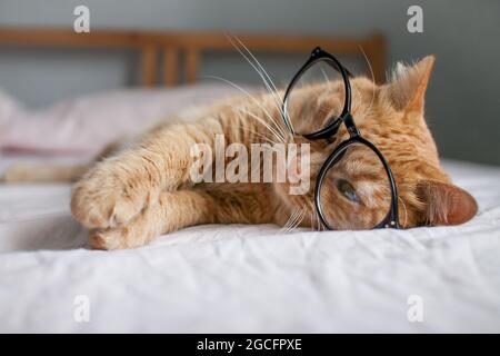gracioso gato gordo jengibre miente en la cama y juega con gafas en marcos negros. Comienzo de un nuevo año escolar