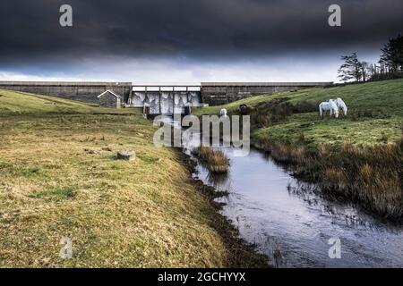 Bodmin Ponies pastando cerca del embalse de Crowdy en Bodmin Moor en Cornwall. Foto de stock