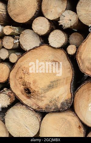 Sección transversal del fondo de troncos de árbol. Textura de madera,  troncos redondos de madera. Decoración del árbol de corte para decoración  interior o como fondo Fotografía de stock - Alamy