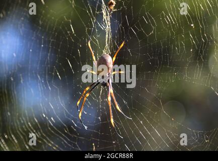 Primer plano con una araña. Araña australiana no tóxica arrastrándose en la red esperando a que las víctimas vuelen en su trampa. Macro foto de una araña colorida en el fo