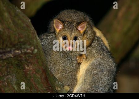 Lindo bebé australiano Brushtail Possum en la espalda de las madres Foto de stock