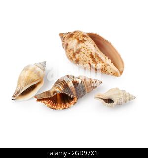 Diferentes conchas aisladas sobre fondo blanco Foto de stock