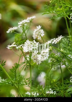 Flores blancas umbellifer de la hierba culinaria anual cilantro o cilantro, Coriandrum sativum Foto de stock
