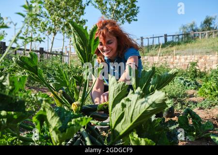 Mujer campesina sonriente cosechando calabacín en el huerto. Foto de stock