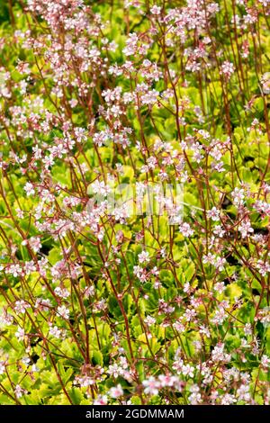 Saxifraga x urbium Una planta florida de primavera con una flor de verano blanca y rosada comúnmente conocida como Orgullo de Londres o no tan bonita, stock photo im Foto de stock