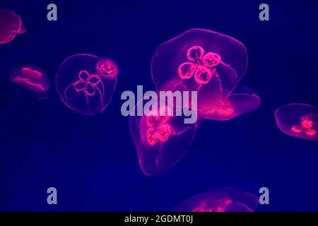 Acercamiento de las medusas nadando en un gran acuario Foto de stock