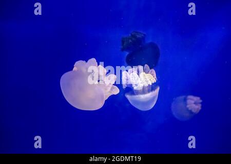 Acercamiento de las medusas nadando en un gran acuario Foto de stock