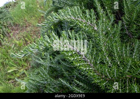 Planta aromática SALVIA rosmarinus. Ramas de romero con hojas perennifolias y fragantes. Foto de stock