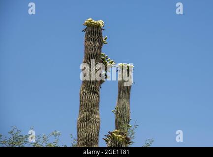 Cacto saguaro (Carnegiea gigantea, Cereus giganteus), floreciendo, EE.UU., Arizona, Sonora