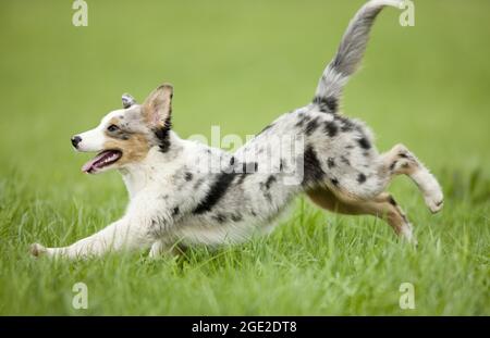 Pastor australiano. Perro juvenil corriendo en un prado Foto de stock