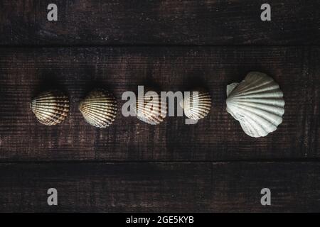 composición de conchas de mar sobre fondo de madera, imagen horizontal.