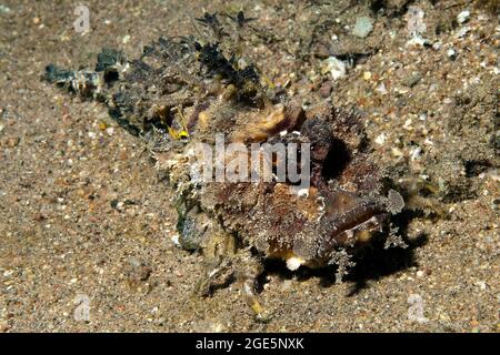 Filamento finned Stinger (Inimicus filamentosus) acecha marrón oxidado camuflado en la arena para la presa, Mar Rojo, Aqaba, Jordania Foto de stock