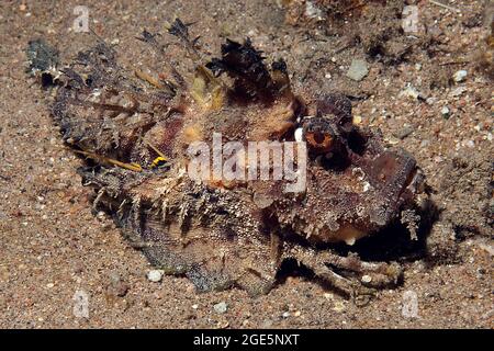 Filamento finned Stinger (Inimicus filamentosus) acecha marrón oxidado camuflado en la arena para la presa, Mar Rojo, Aqaba, Jordania Foto de stock
