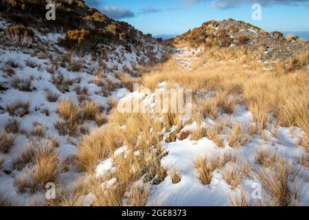 Pasto de colmillo en la nieve, Paparoa Track, (uno de los grandes paseos de Nueva Zelanda) Parque Nacional de Paparoa, Costa Oeste, Isla Sur, Nueva Zelanda