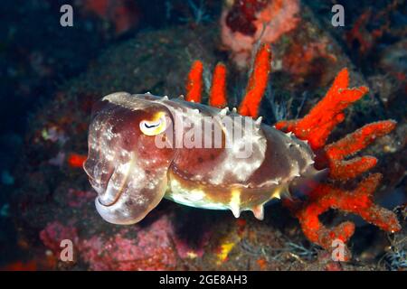 Broadclub Cuttleffish, Sepia latimanus, natación frente a una esponja de mar rojo, submarina.Tulamben, Bali, Indonesia. Mar de Bali, Océano Índico Foto de stock