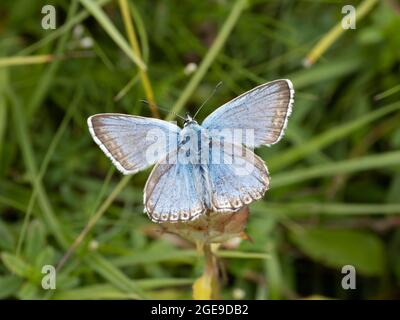 Una mariposa azul de Chalkhill (Lysandra coridon) descansando sobre hierba con alas abiertas. Foto de stock