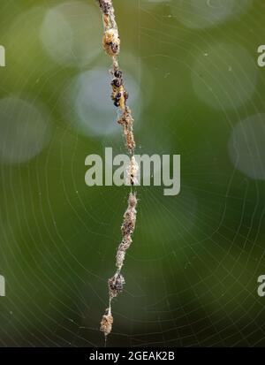 Trashline Orbtejedor araña (Cyclosa turbinata) en el centro de la tela esperando presa. Los desechos colocados por la araña la camuflan de los depredadores. Foto de stock