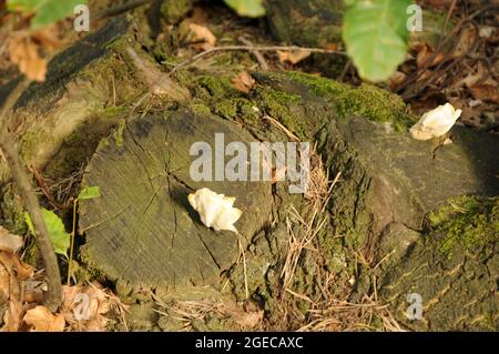 Funghi del legno en ceppi nei boschi di Cantalupa verso Rocca Vottero