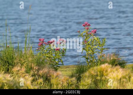 Pantano flores de malezas en flor, y pastos nativos, creciendo a lo largo de una costa de lago en el estado de Colorado. Foto de stock
