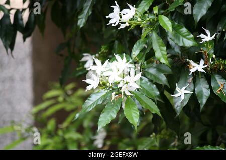 Jazmín blanco o flor de leche (Tabernaemontana divaricata) entre el follaje  verde Fotografía de stock - Alamy