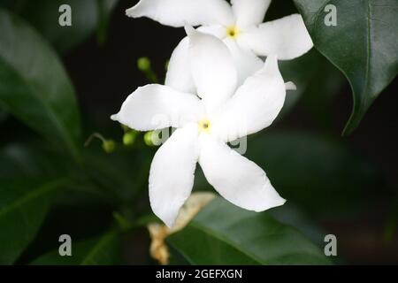 Crespón de jazmín fotografías e imágenes de alta resolución - Página 2 -  Alamy