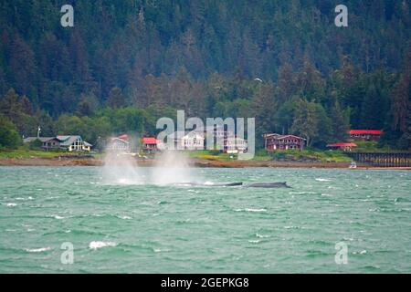 Ballenas cerca de Juneau, Alaska Foto de stock