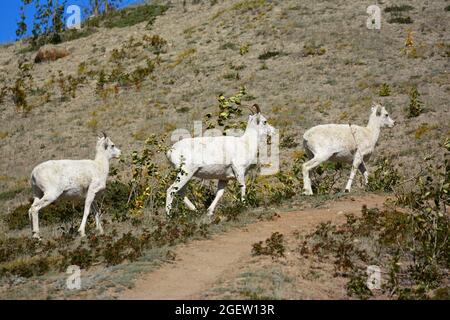 Dall rebaño de ovejas trepar en la ladera de la montaña, Yukon, Canadá Foto de stock