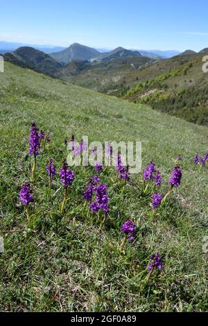 Grupo de orquídeas de color púrpura temprano, Orchis mascula, creciendo en la ladera alpina o pastos de montaña en los Alpes de Alta Provenza Francia Foto de stock