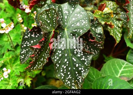 Begonia coccinea fotografías e imágenes de alta resolución - Alamy