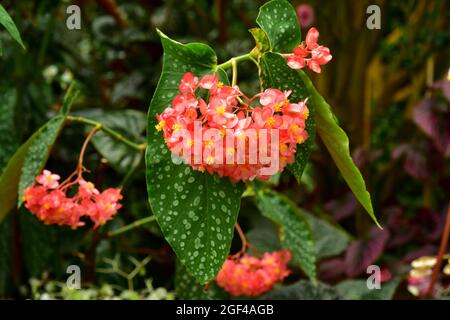 begonia escarlata