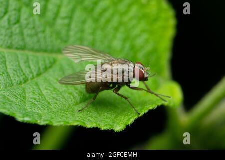 Sarcophagidae es una familia de moscas comúnmente conocidas como moscas de la carne, Satara, Maharashtra, India Foto de stock