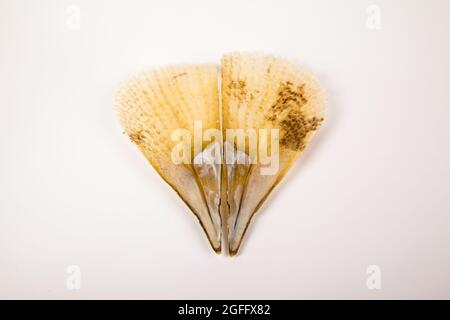 Pinna nobilis, un marisco en peligro de extinción con su interesante apariencia, frágil concha marina Foto de stock