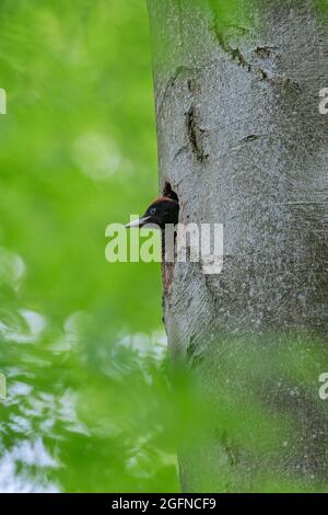 Carpintero negro (Dryocopus martius), joven / polla / nesting mirando desde el agujero del nido en el árbol de haya en el bosque en primavera Foto de stock